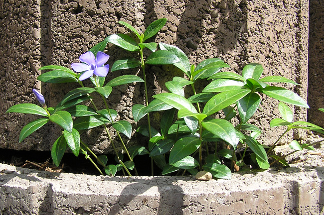 Kleines Immergrün, Vinca minor